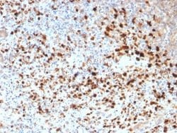 Herpes Simplex Virus 1 Antibody (HSV1/1934) - Azide and BSA Free, Novus Biologicals 100 &mu;g | Buy Online | Novus Biologicals | Fisher Scientific